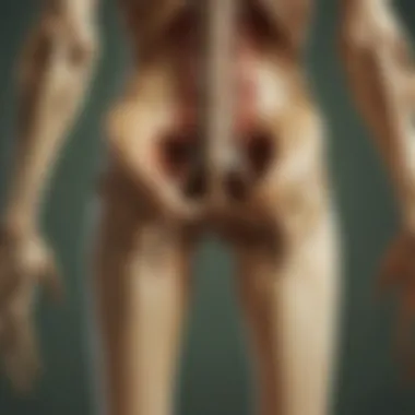 Sciatic Nerve Anatomy Illustration depicting the anatomy of the sciatic nerve