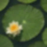 A close-up view of a lily pad floating on a serene pond, showcasing its vibrant color and intricate texture.