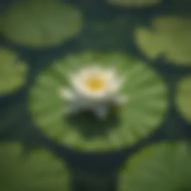 An artistic representation of the effects of lily pad poison on a character within the Zelda universe, highlighting the visual impact.